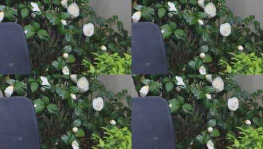 院子里美丽的白茶花高清在线视频素材下载