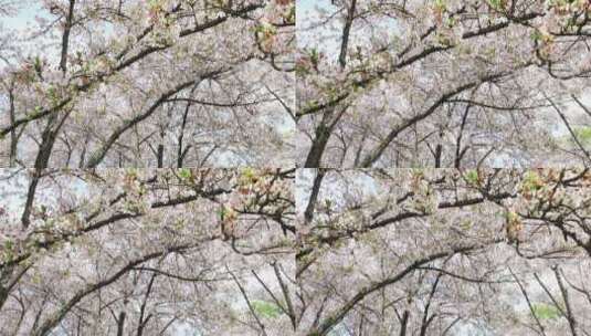 唯美樱花樱花林高清在线视频素材下载