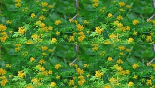 春天阳光树荫下盛开的一片黄色野花高清在线视频素材下载