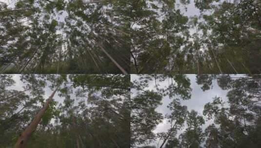 森林穿梭树林仰拍树木上升视角丛林原始森林高清在线视频素材下载