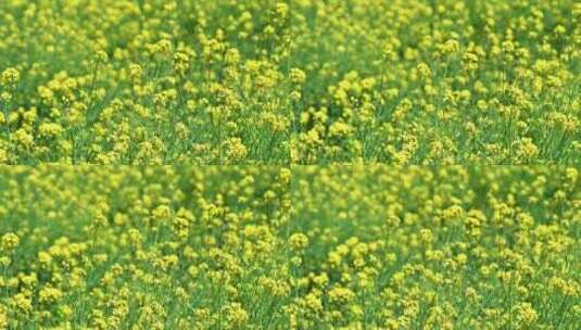 春天盛开的黄色油菜花与采蜜蜜蜂满画幅特写高清在线视频素材下载