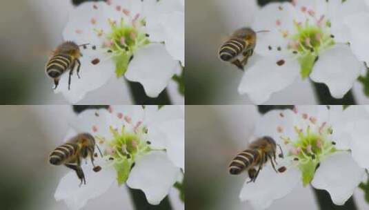 蜜蜂采蜜花，升格，微距特写高清在线视频素材下载