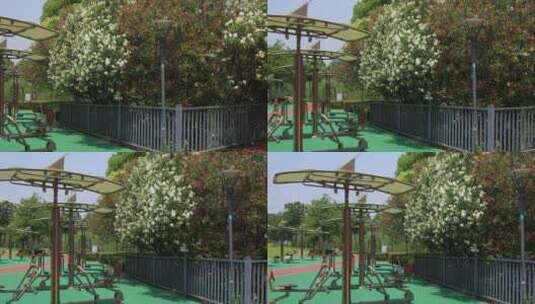 夏天公园夹竹桃花盛开高清在线视频素材下载