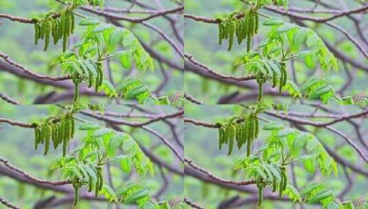 春天核桃树开花与发芽的绿色枝叶高清在线视频素材下载
