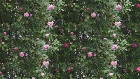 苏州园林艺圃蔷薇花开高清在线视频素材下载