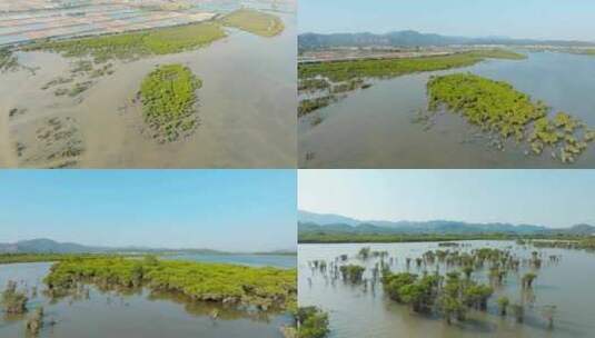 广东江门_镇海湾红树林湿地公园航拍007高清在线视频素材下载