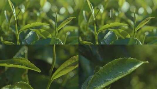 茶叶 水滴 嫩芽 茶园细雨 露珠滑落高清在线视频素材下载