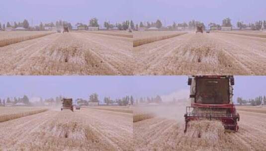 4K收割机收获小麦高清在线视频素材下载