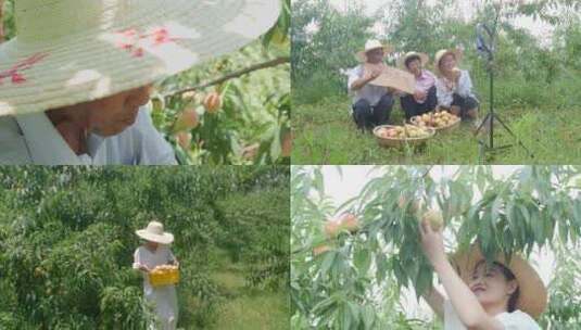 阳山水蜜桃 水蜜桃 水蜜桃产地高清在线视频素材下载