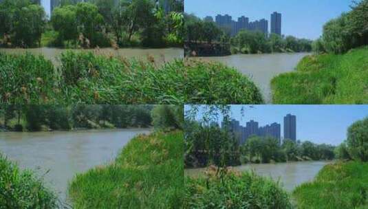 山东德州古运河南运河岸边水草芦苇丛高清在线视频素材下载