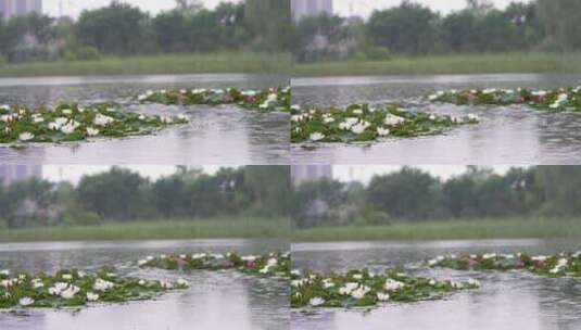 雨中水莲 莲花 睡莲 水莲高清在线视频素材下载