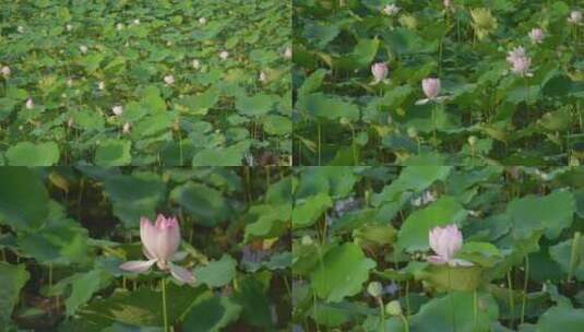 夏日荷花莲花高清在线视频素材下载