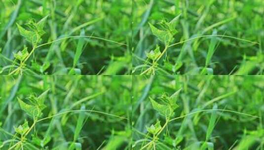 夏天生长的绿色蔓生草本植物触须特写高清在线视频素材下载