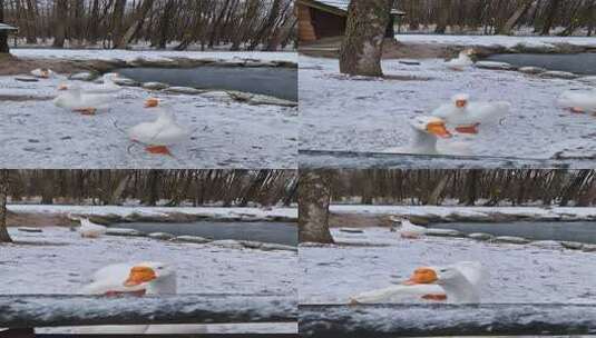 一只白鹅站在栅栏附近的雪地里高清在线视频素材下载