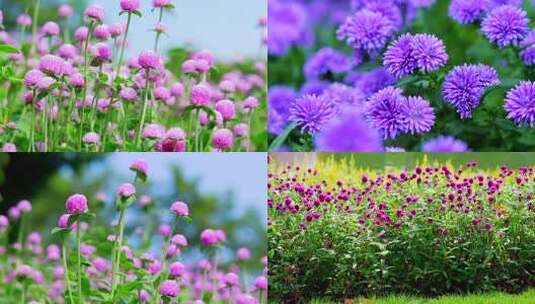 花海 空镜 唯美 大自然 风光 舒适 写意高清在线视频素材下载