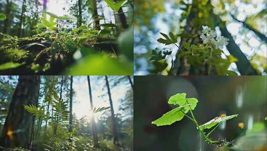 阳光树林植物森林树大自然生态清晨树叶ai高清在线视频素材下载