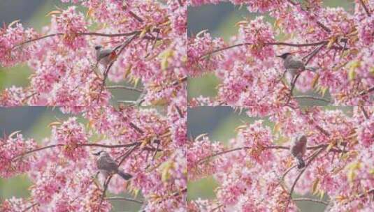 春天樱花中觅食的小鸟高清在线视频素材下载