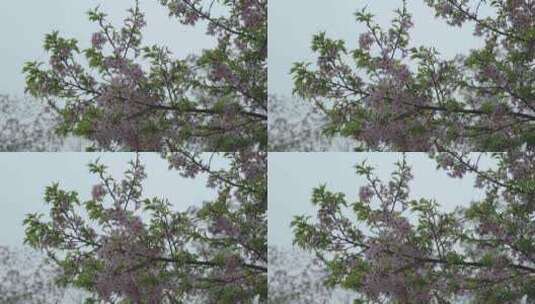 4K高清春天蜜蜂粉色樱花高清在线视频素材下载