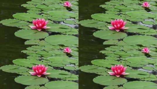 夏天池塘中的睡莲花特写镜头高清在线视频素材下载