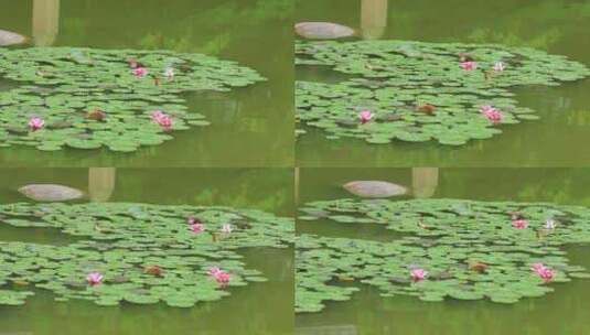 池塘大面积的睡莲莲花正在盛开高清在线视频素材下载