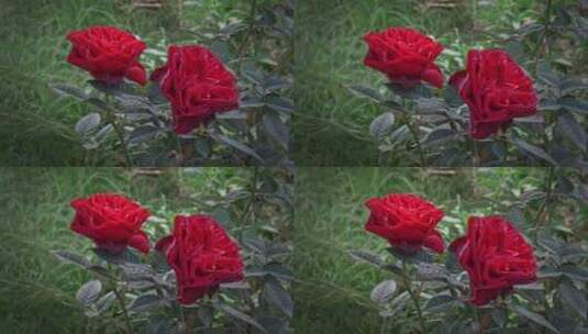 玫瑰花瓣花朵花开绽放高清在线视频素材下载
