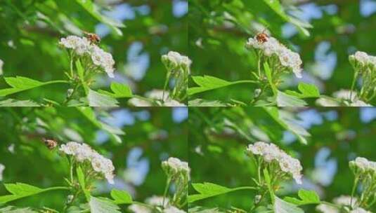 春天阳光下生长盛开白花的山楂树与蜜蜂采蜜高清在线视频素材下载