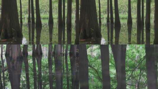 合集 湿地水杉树林景观高清在线视频素材下载