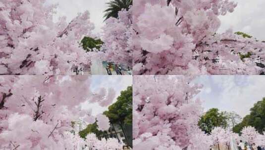 公园里的人造樱花高清在线视频素材下载