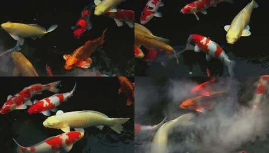 锦鲤在水中游泳的特写镜头高清在线视频素材下载