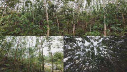 森林穿梭树林仰拍树木上升视角丛林原始森林高清在线视频素材下载