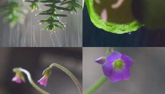 雨中湿润的新鲜牵牛花高清在线视频素材下载