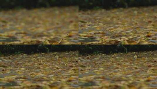 铺满落叶的路面实拍高清在线视频素材下载