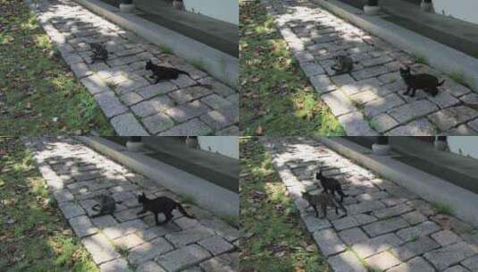 户外庭院阳光斑驳野猫高清在线视频素材下载