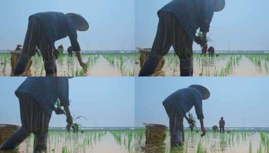 4k高清实拍水稻插秧农民劳作农田高清在线视频素材下载