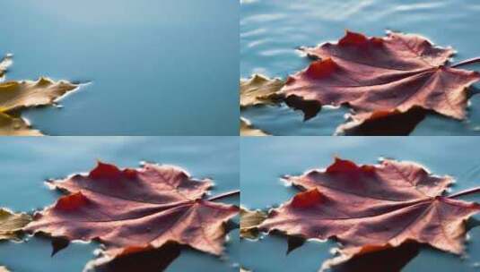 枫叶落入水中高清在线视频素材下载