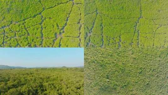 广东江门_镇海湾红树林湿地公园航拍008高清在线视频素材下载