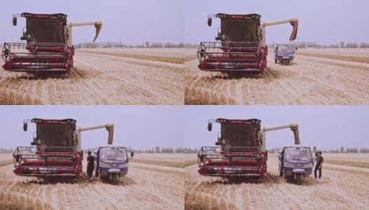收割机将收获的小麦倒入农用三轮车里高清在线视频素材下载