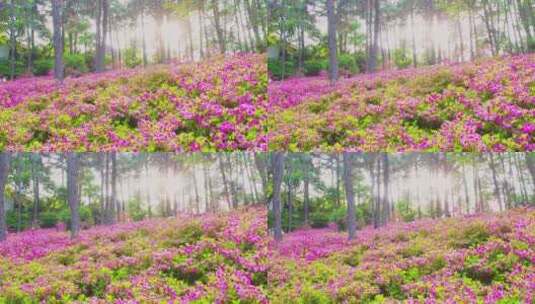 杭州临平公园春天满山遍野迎春杜鹃花映山红高清在线视频素材下载