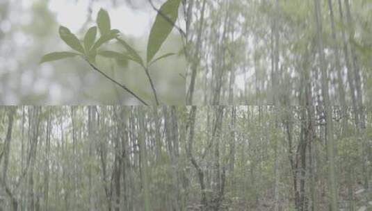 云南蝴蝶谷自然风光高清在线视频素材下载