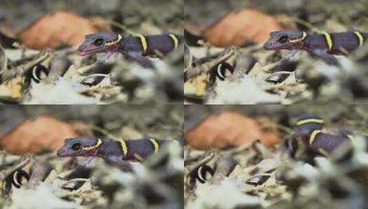 8K超清野生动物海南睑虎高清在线视频素材下载