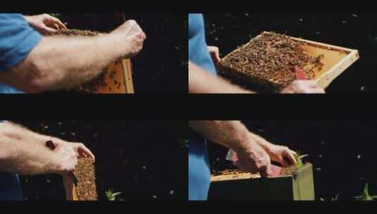 蜜蜂，蜂巢，飞行，养蜂人高清在线视频素材下载