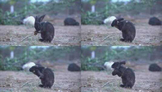 现代农村养殖兔子25帧原素材高清在线视频素材下载