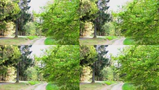 高清实拍绿色的树高清在线视频素材下载