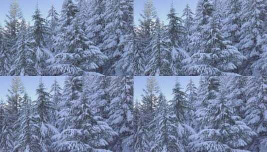 冬季雪松景观高清在线视频素材下载
