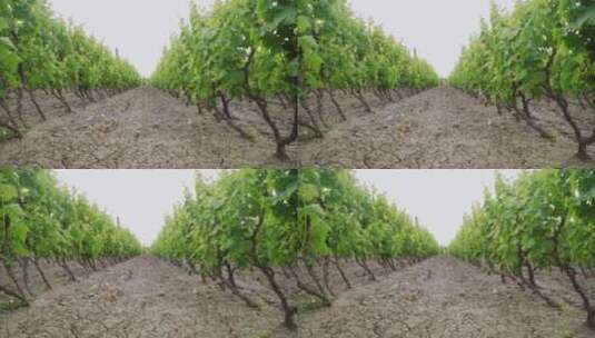 种植葡萄高清在线视频素材下载