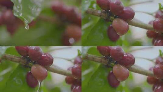 咖啡种植视频野外咖啡果实水滴慢镜头高清在线视频素材下载