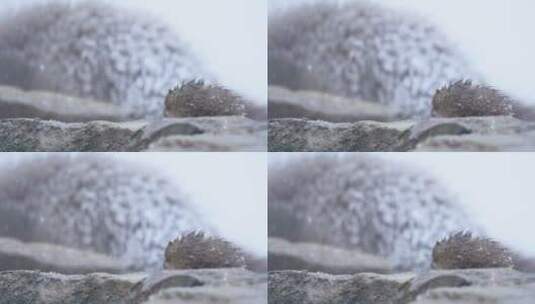 雪中的猕猴高清在线视频素材下载