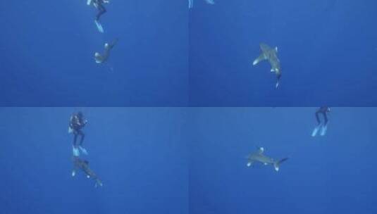 鲨鱼向潜水员游去高清在线视频素材下载