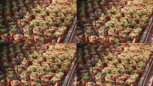 农业花卉幼苗在温室高清在线视频素材下载
