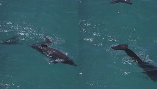 海水中的海豚高清在线视频素材下载